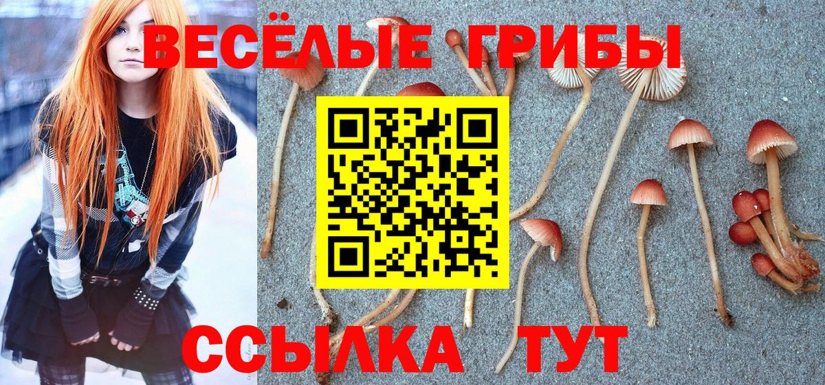 Бердск  Псилоцибиновые грибы Cubensis  Вход с VPN 